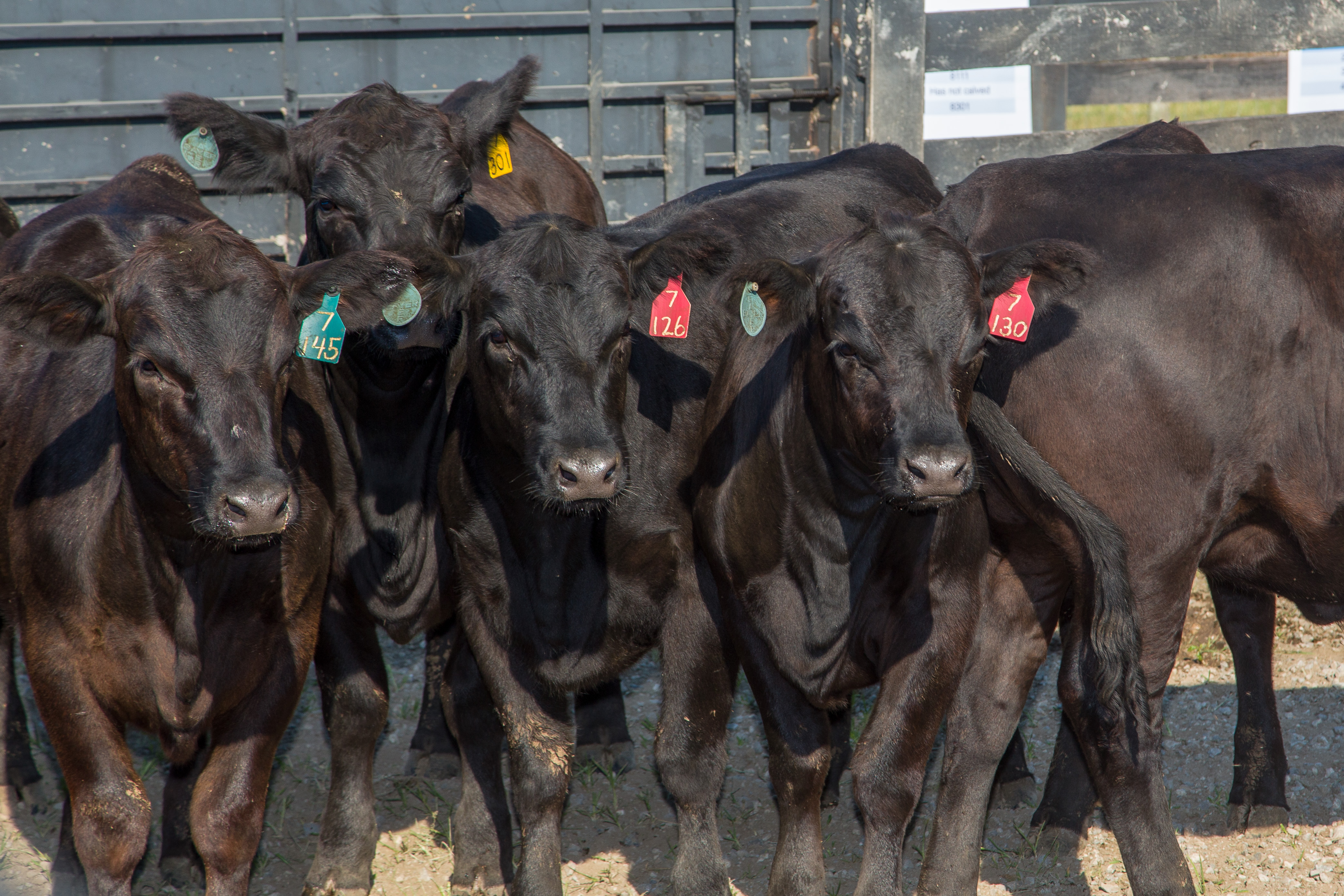 Black calves