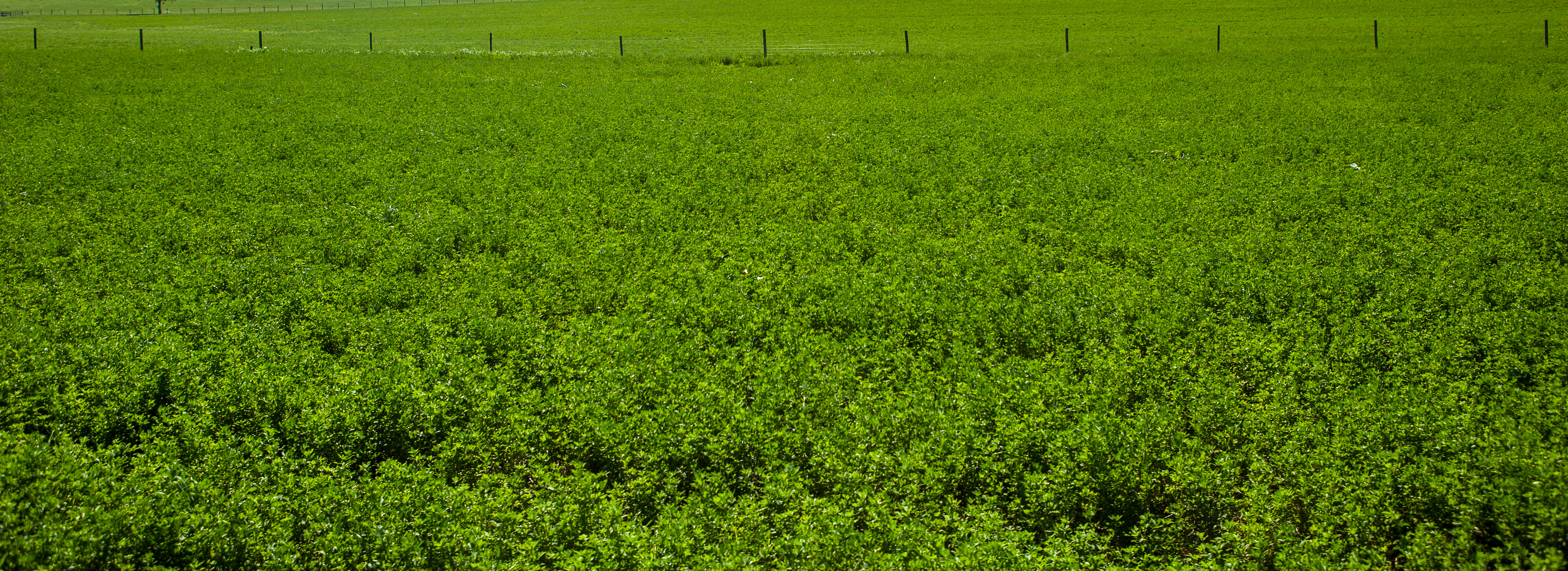 Alfalfa Field