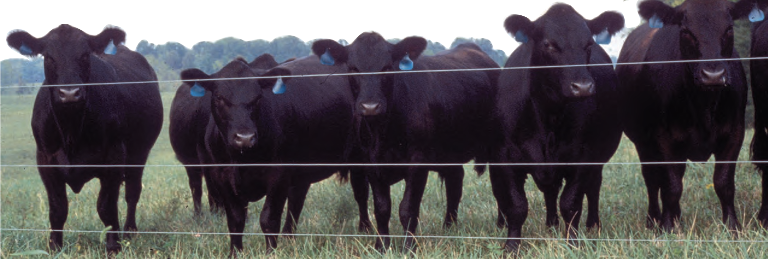 Angus Cows Grazing