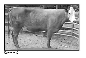 Beef Cow Body Condition Score 6