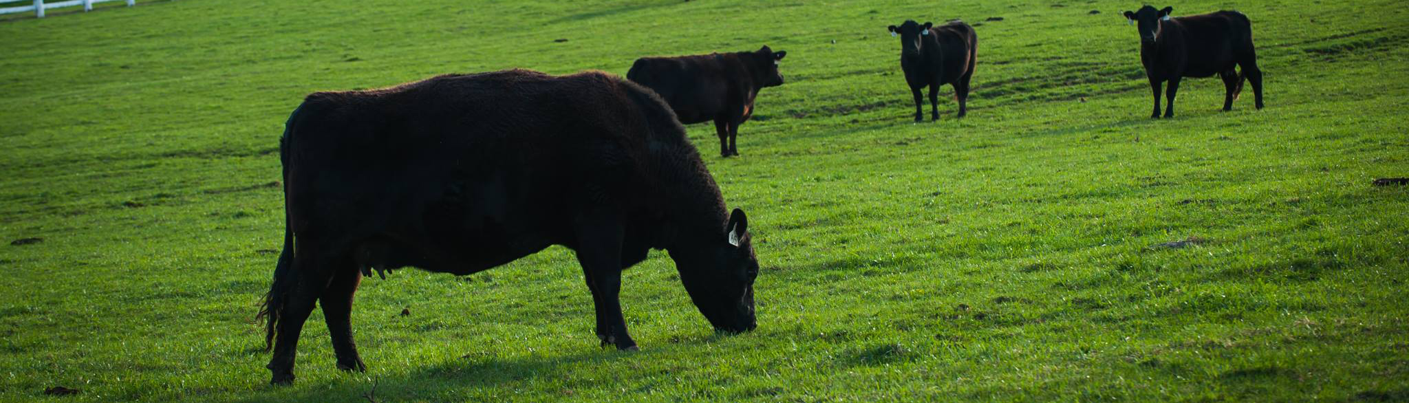 narrow image of cows grazing