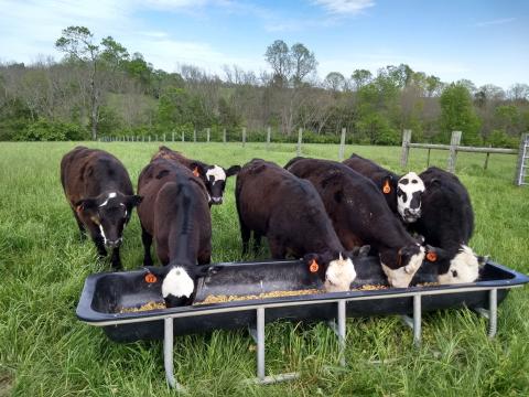 7 steers at feeder
