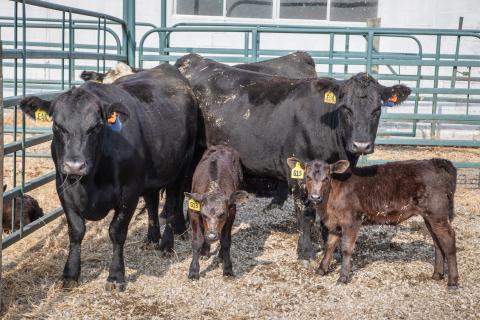 Angus cows with calves