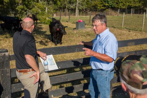 Les with Cows